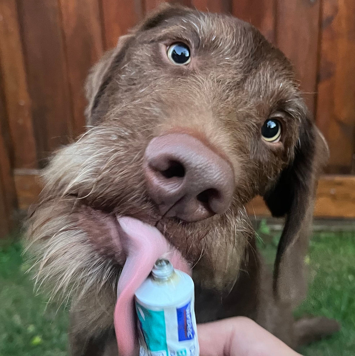 Dual Action Dental Toy