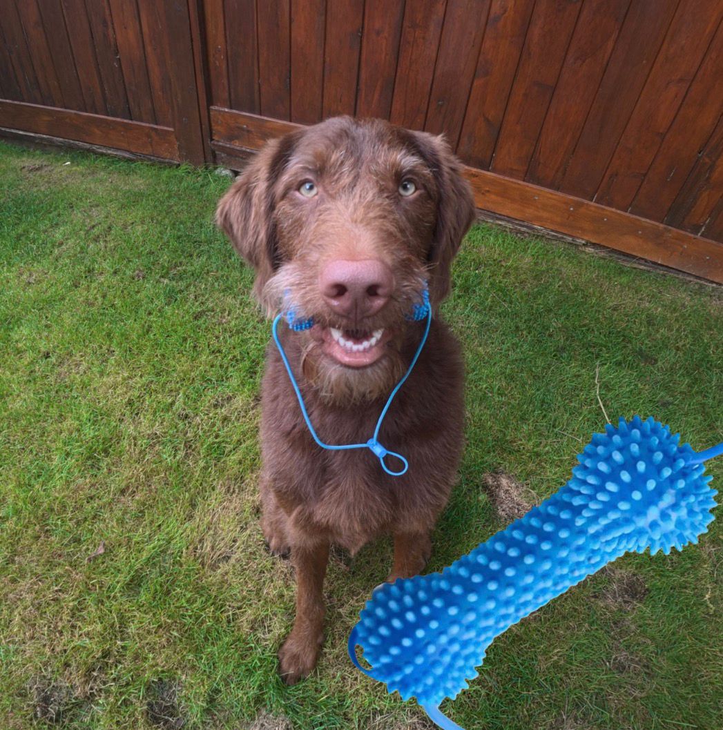 Dual Action Dental Toy