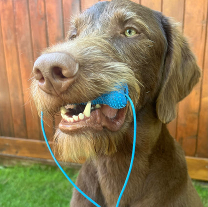 Dual Action Dental Toy