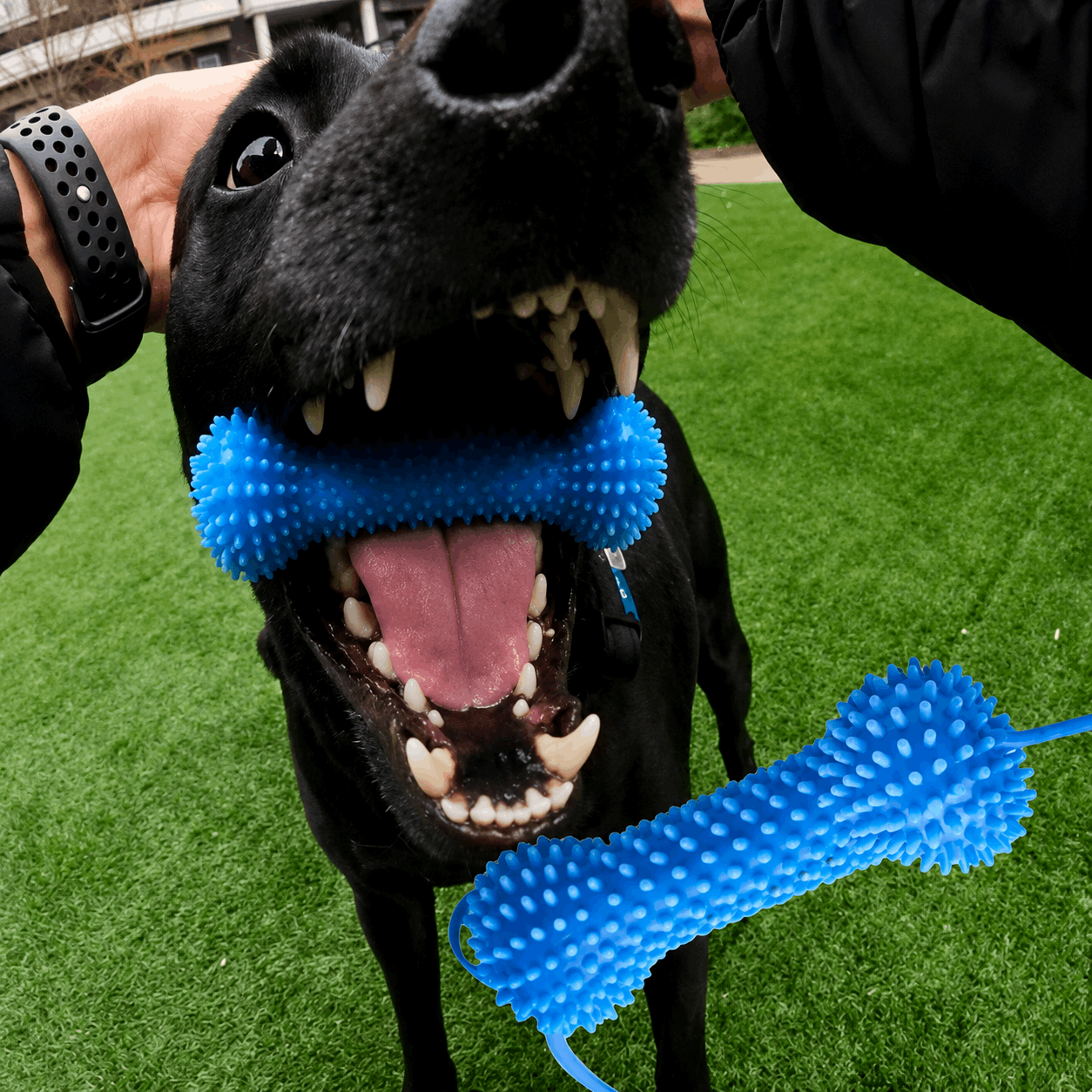 LABRADUDE dog toothbrush chew toy with bristles cleaning a dog’s tooth