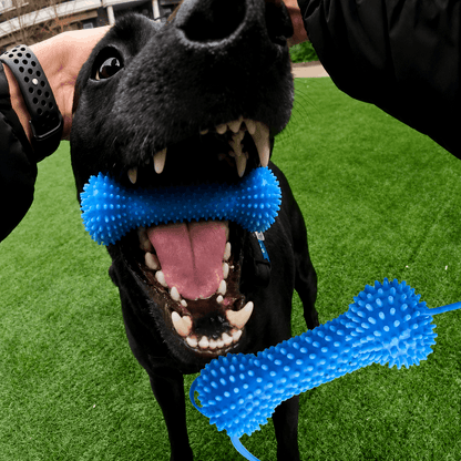 LABRADUDE dog toothbrush chew toy with bristles cleaning a dog’s tooth