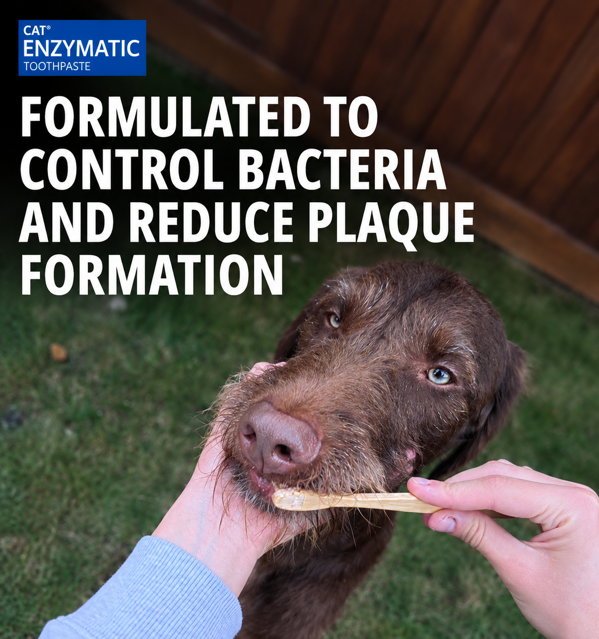 Enzymatic Toothpaste