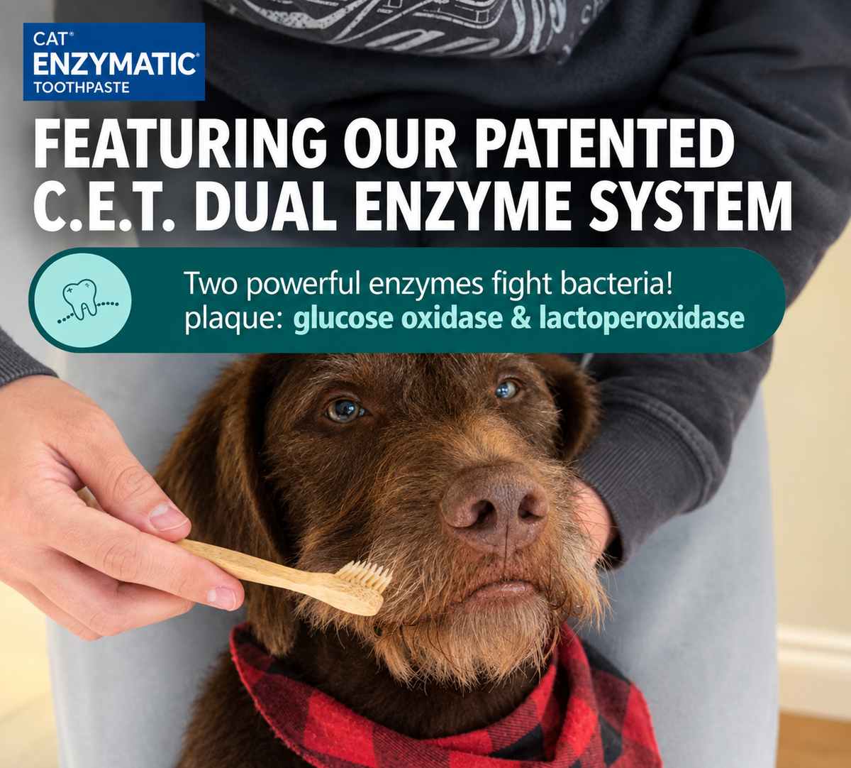 Enzymatic Toothpaste